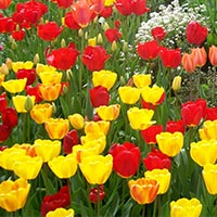 луковичные