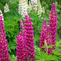 многолетники